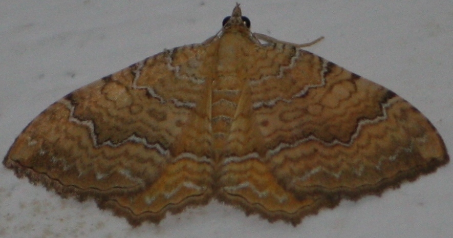 Camptogramma bilineata - variabilità cromatica